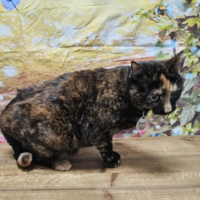 Precious thumbnail 2