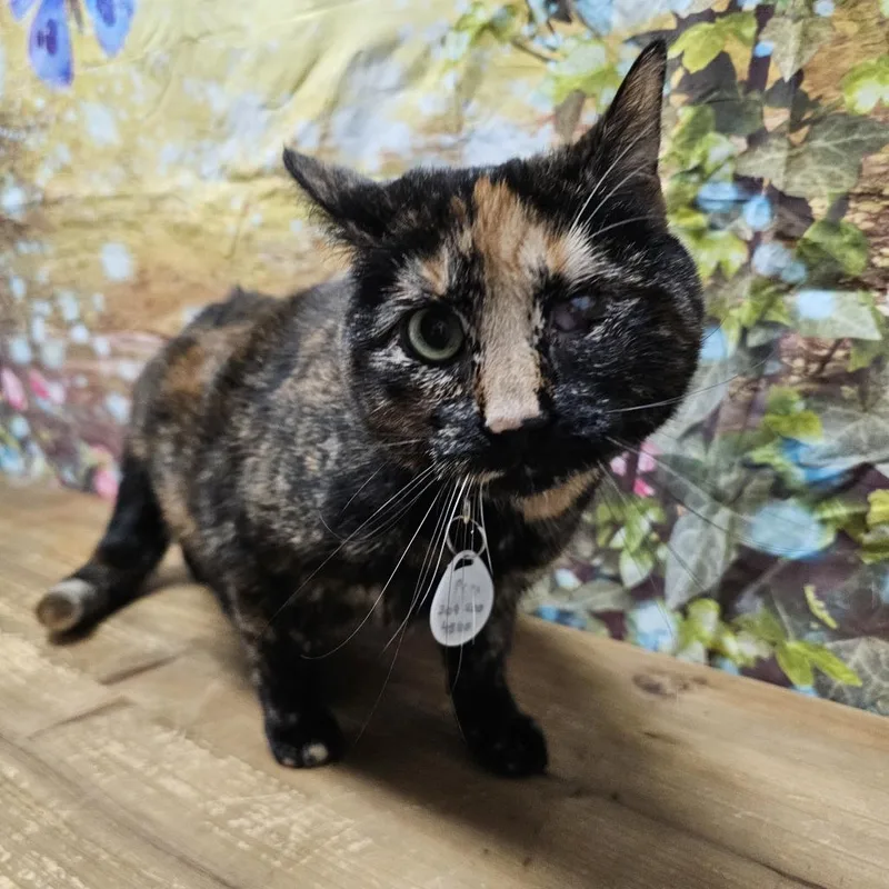 Precious thumbnail 3