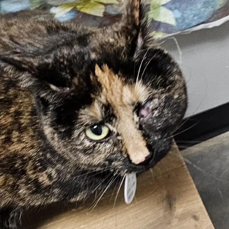 Precious thumbnail 4