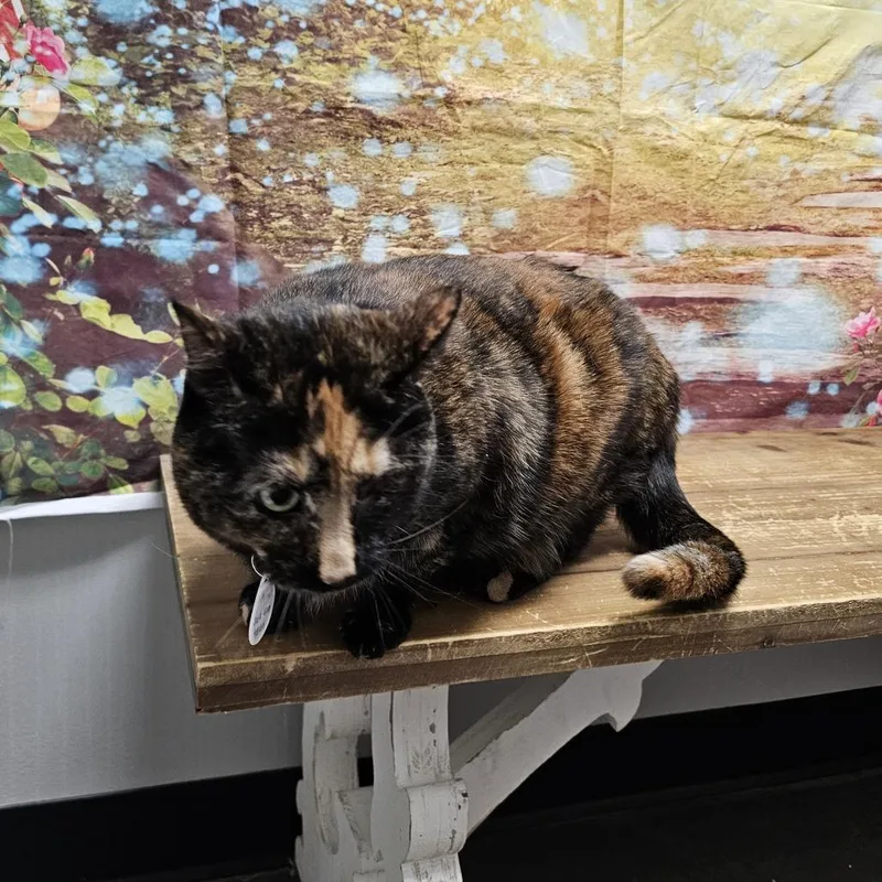 Precious thumbnail 5