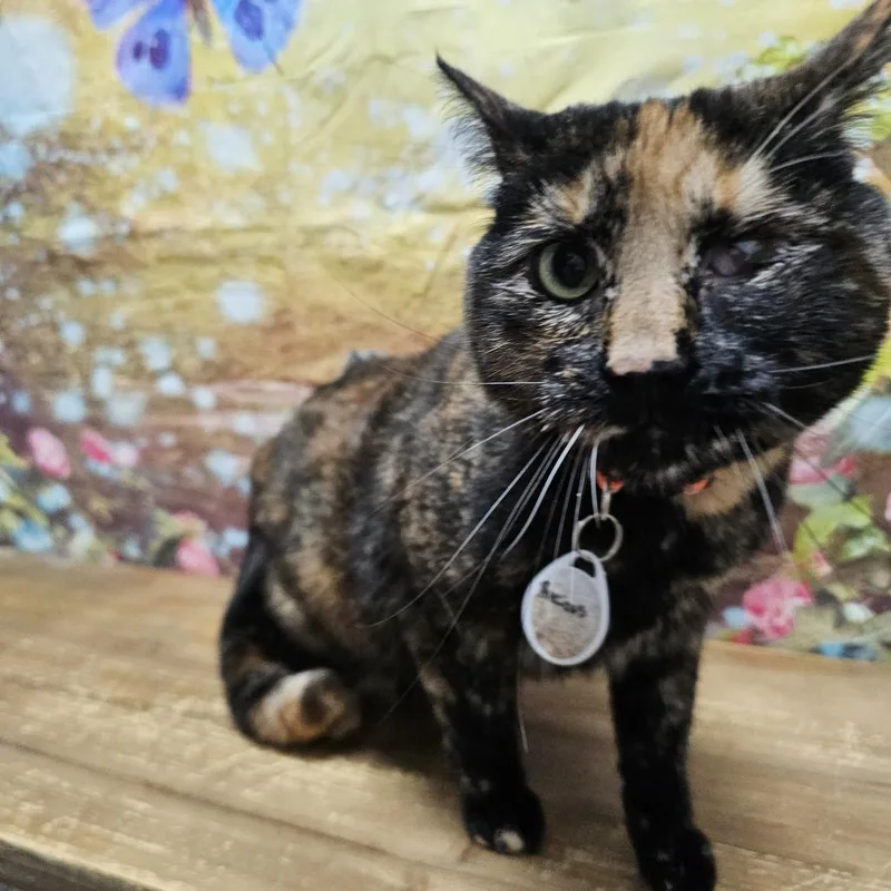 Precious thumbnail 6