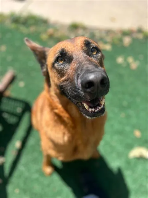 An adult large-sized male German Shepherd Dog dog named Sunny for adoption in Chula Vista, CA