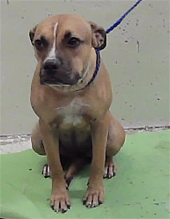 A baby medium-sized female Staffordshire Bull Terrier dog named Millie for adoption in Houston, TX