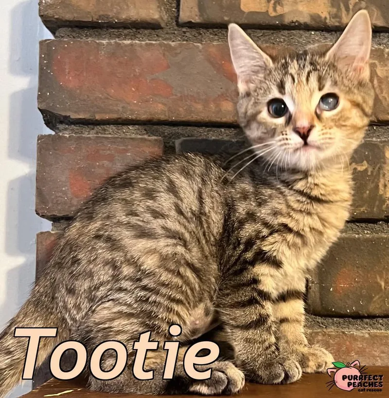 A baby medium-sized female Domestic Short Hair cat named Tootie for adoption in Douglasville, GA
