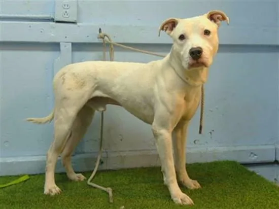 An adult medium-sized male Pit Bull Terrier dog named Blake for adoption in Downey, CA