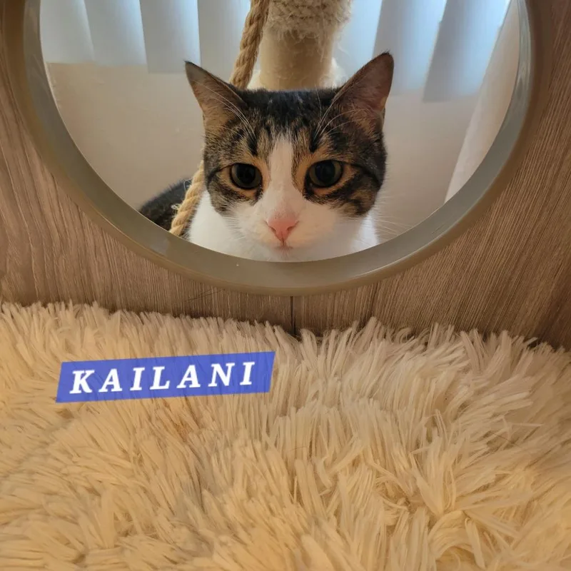An adult large-sized female Gray & White Domestic Short Hair cat named Kailani for adoption in Orange, CA