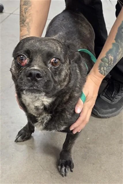 An adult small-sized female Chihuahua dog named Camellia for adoption in Phoenix, AZ