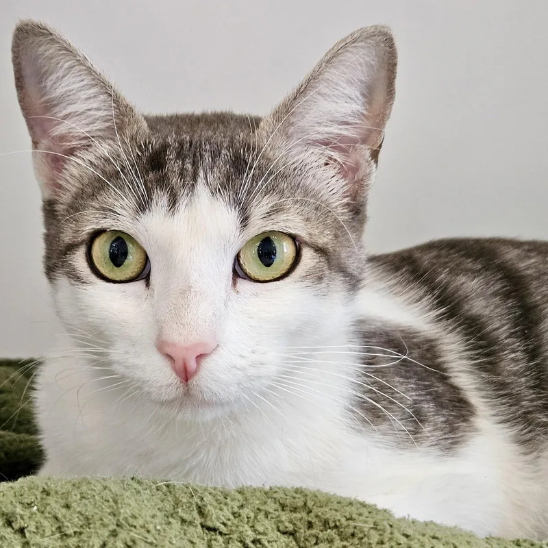 A young large-sized female Domestic Short Hair cat named Leaf for adoption in Oakland, CA