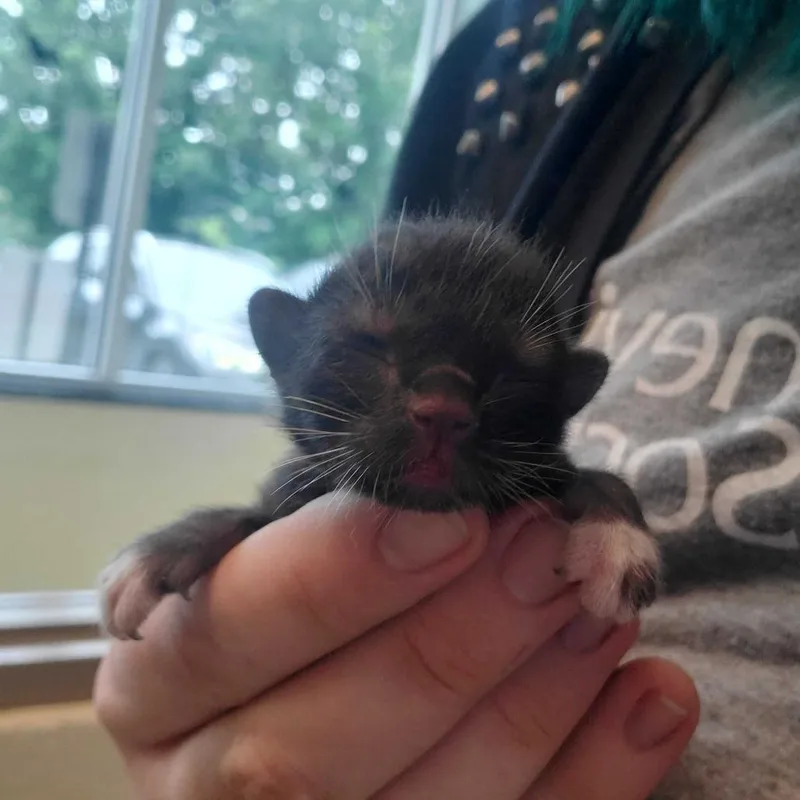 A baby small-sized male Black Domestic Short Hair cat named Will Byers for adoption in Asheville, NC