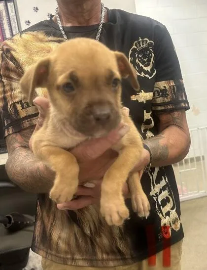 A baby small-sized female Terrier dog named Frida for adoption in Palm Coast, FL