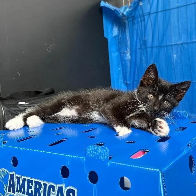 A baby medium-sized male Black & White / Tuxedo Domestic Short Hair cat named Buddy for adoption in Prince Frederick, MD
