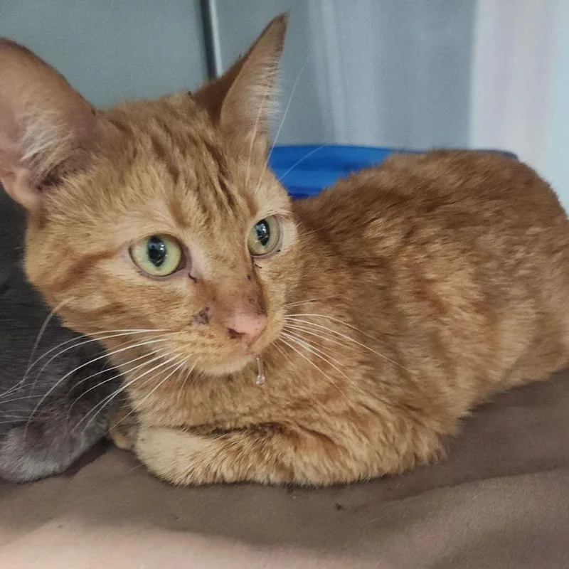 An adult medium-sized male Orange / Red Domestic Short Hair cat named Boots for adoption in Kingman, AZ