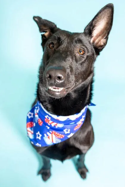 An adult large-sized female Shepherd dog named Petunia for adoption in North Miami Beach, FL