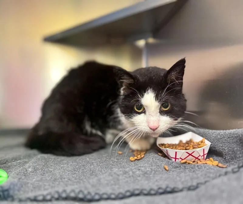 An adult medium-sized male Black & White / Tuxedo Domestic Short Hair cat named Sylvester for adoption in Wooster, OH