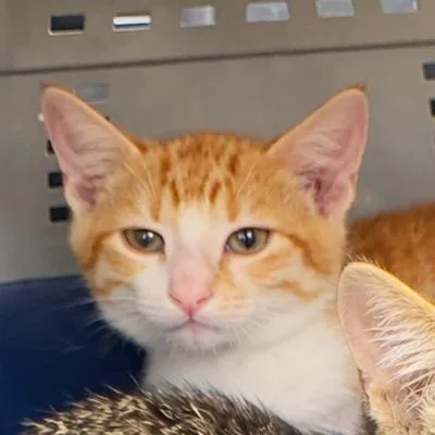 A baby small-sized male Orange / Red Domestic Short Hair cat named Hank RJ for adoption in Columbia, MO