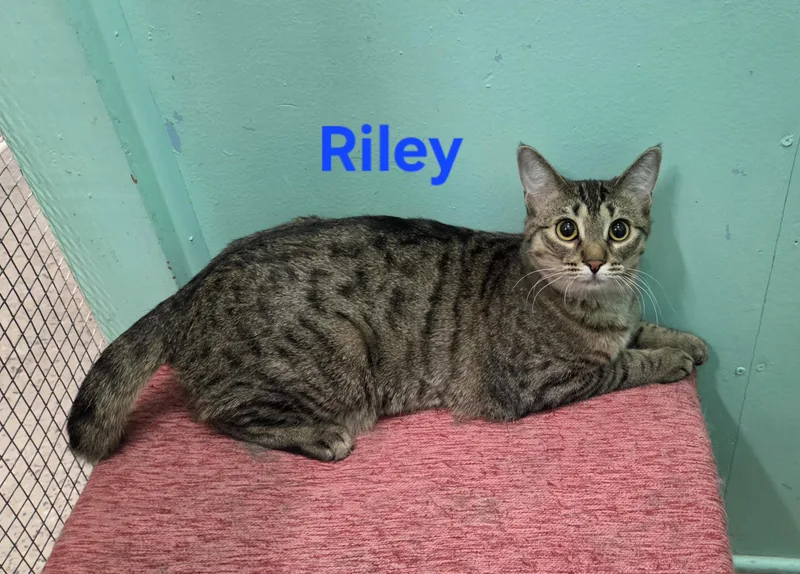 Riley thumbnail 3