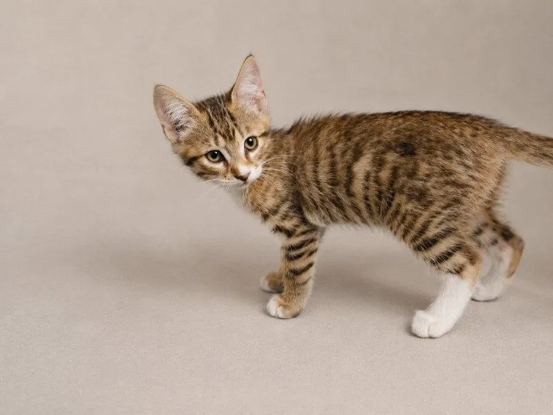 A baby medium-sized male Tabby cat named Boudreaux for adoption in Pineville, LA
