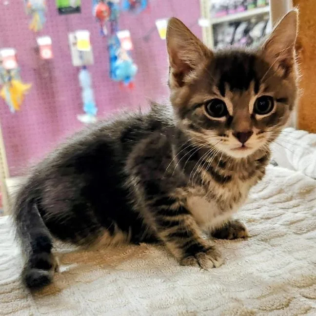 A baby small-sized male Gray / Blue / Silver Domestic Short Hair cat named Miny for adoption in Pasadena, CA