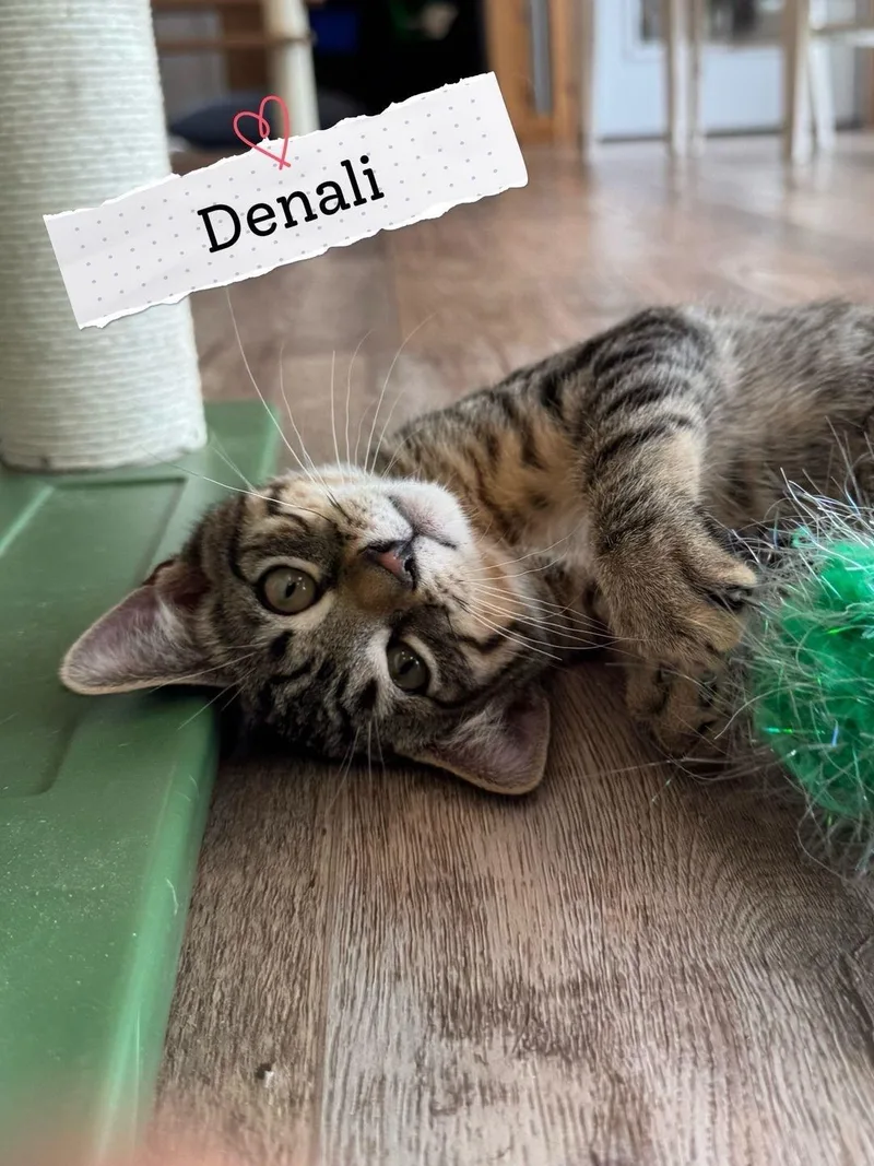 A baby medium-sized male Tabby (Buff / Tan / Fawn) Domestic Short Hair cat named Denali for adoption in Petaluma, CA