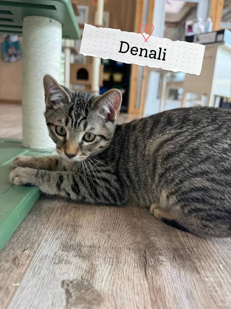 Denali thumbnail 2