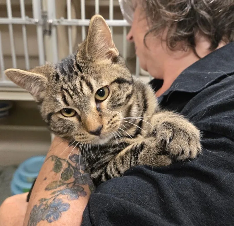 A baby small-sized male Tabby cat named Uno for adoption in New Rochelle, NY