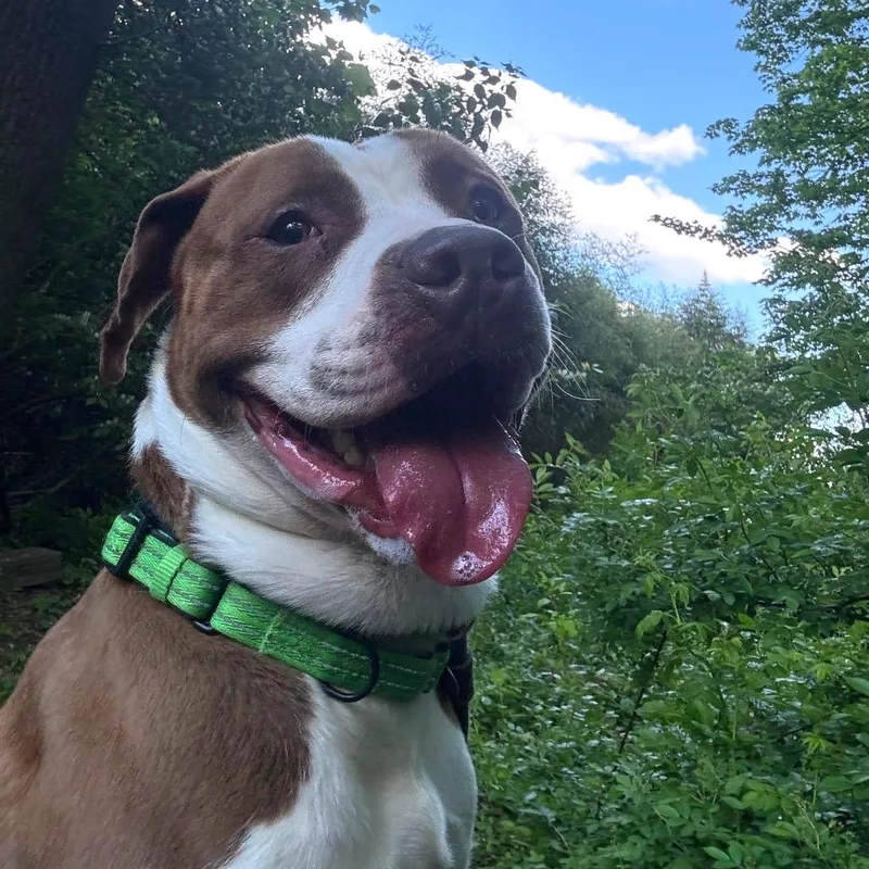 An adult large-sized male Brown / Chocolate Pit Bull Terrier dog named Henry for adoption in Birdsboro, PA