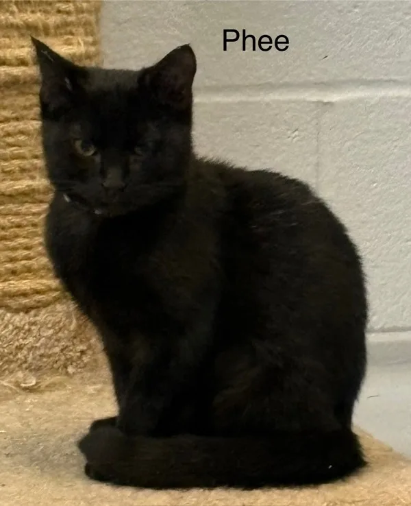 A young medium-sized female Domestic Short Hair cat named Phee for adoption in Topeka, KS