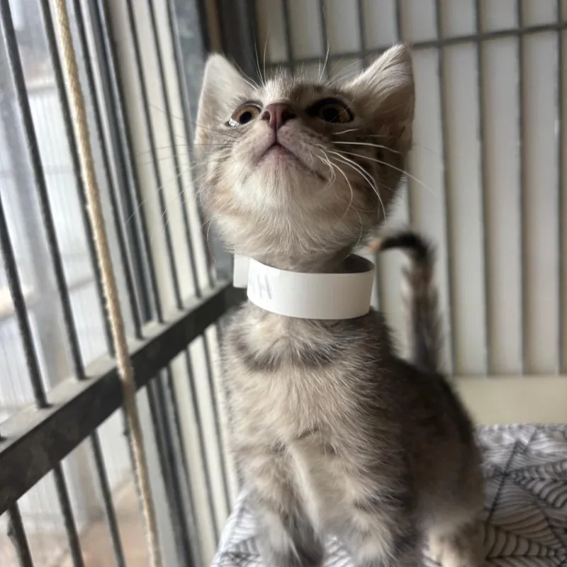 A baby small-sized female Gray / Blue / Silver Domestic Short Hair cat named Dinah for adoption in Santa Barbara, CA