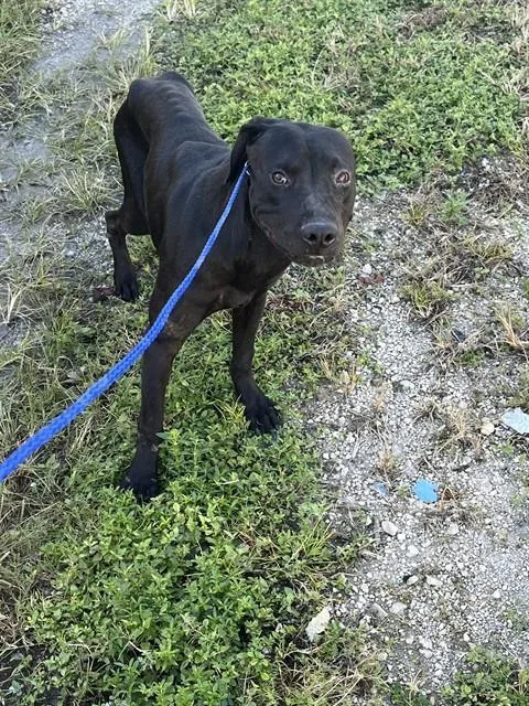 An adult large-sized female Terrier dog named Becky for adoption in Miami, FL