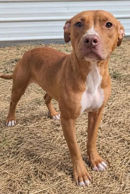 An adult medium-sized female Pit Bull Terrier dog named Eunice for adoption in Jackson, GA