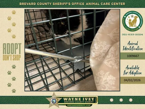 An adult medium-sized male Domestic Medium Hair cat named Carl for adoption in Melbourne, FL