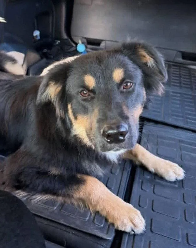 A young medium-sized male Australian Shepherd dog named Delta for adoption in Winter Park, CO