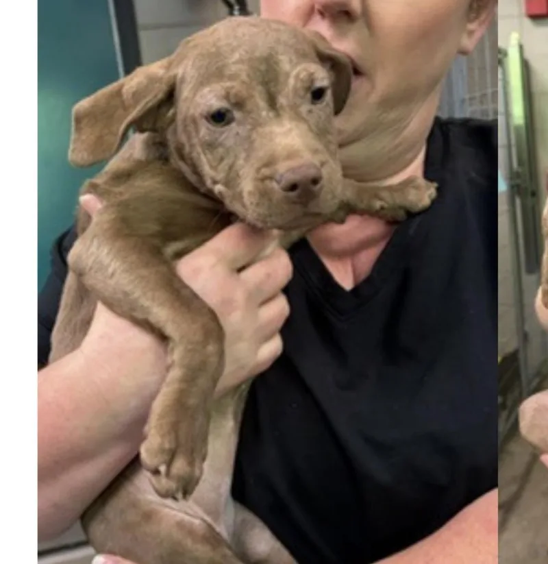 A baby medium-sized female Brown / Chocolate Terrier dog named Honey for adoption in Cumberland, RI