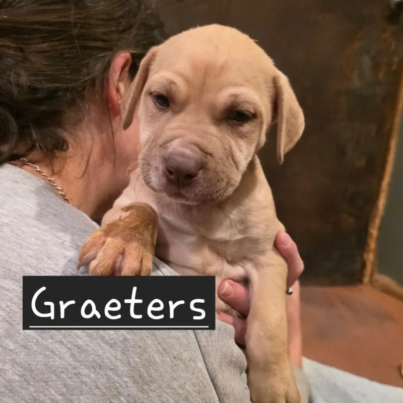 A baby small-sized male Yellow / Tan / Blond / Fawn Mixed Breed dog named Graeter for adoption in Glenfield, NY