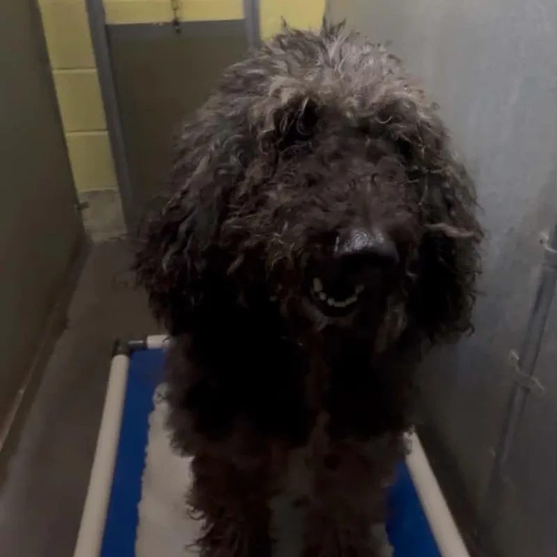A senior medium-sized male Black Standard Poodle dog named Baxter for adoption in Washington Township, OH