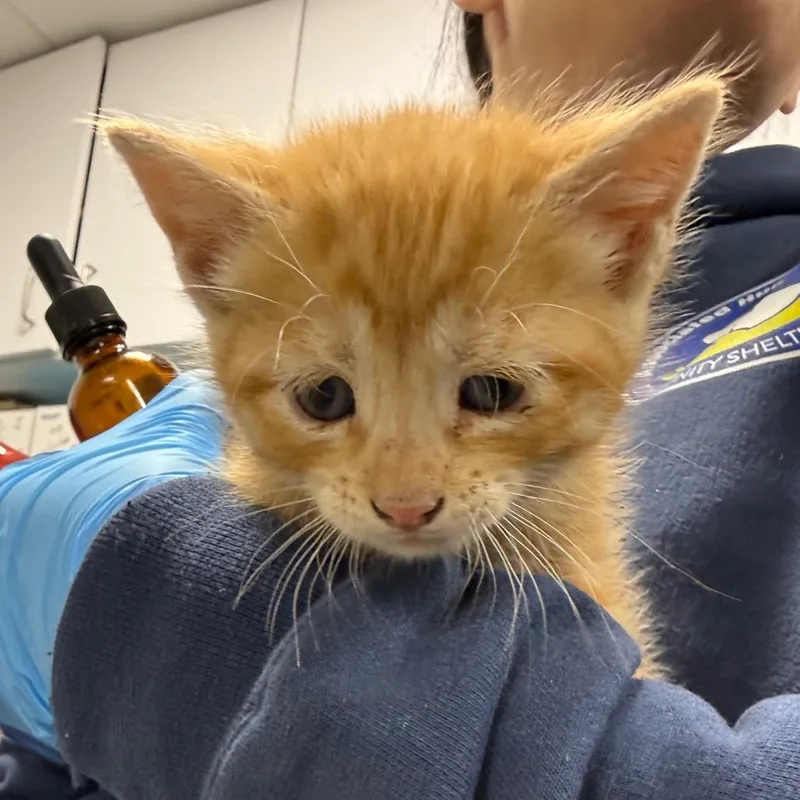 A baby small-sized male Orange / Red Domestic Short Hair cat named Kovu for adoption in Newark, NJ
