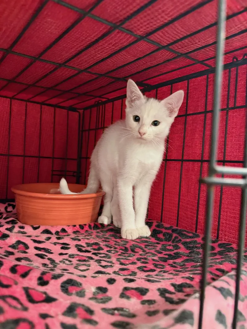 A young small-sized male White Domestic Short Hair cat named Snow for adoption in Temecula, CA