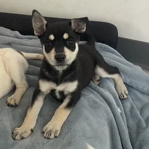 A baby medium-sized female Black Mixed Breed dog named Onyx for adoption in Prescott, AZ