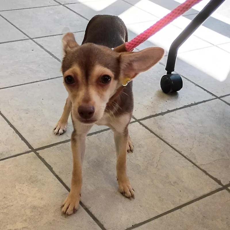 A young small-sized female Brown / Chocolate Mixed Breed dog named Camilla for adoption in Columbus, GA