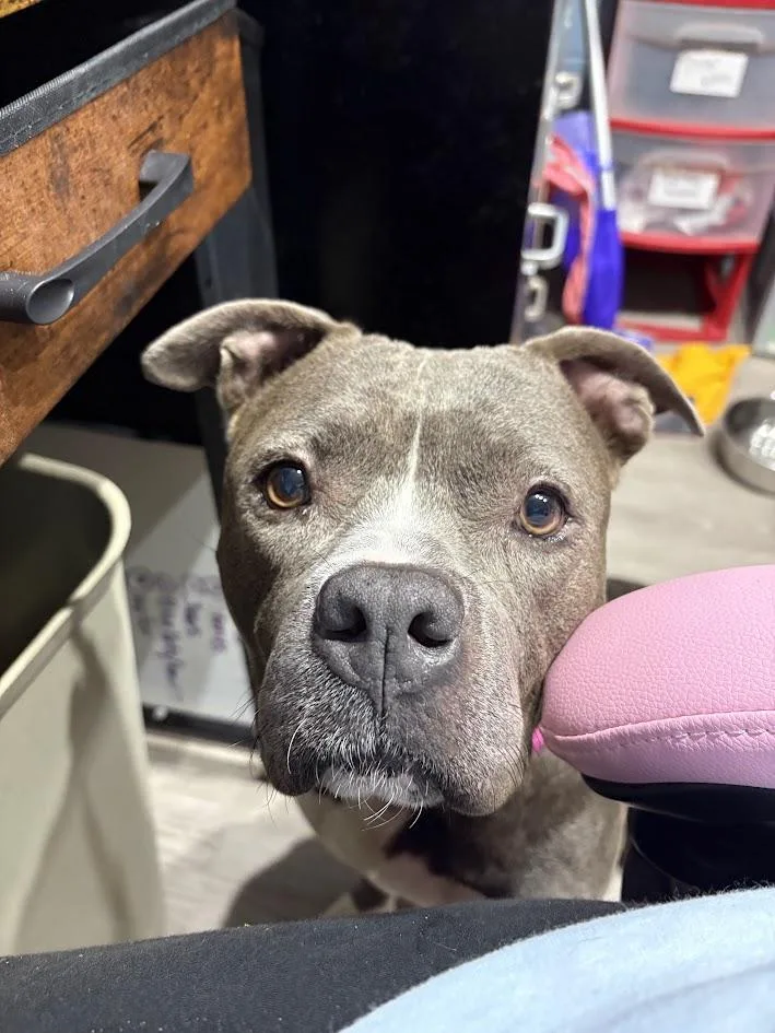 A senior large-sized female Gray / Blue / Silver Mixed Breed dog named Persephone for adoption in Georgetown, SC