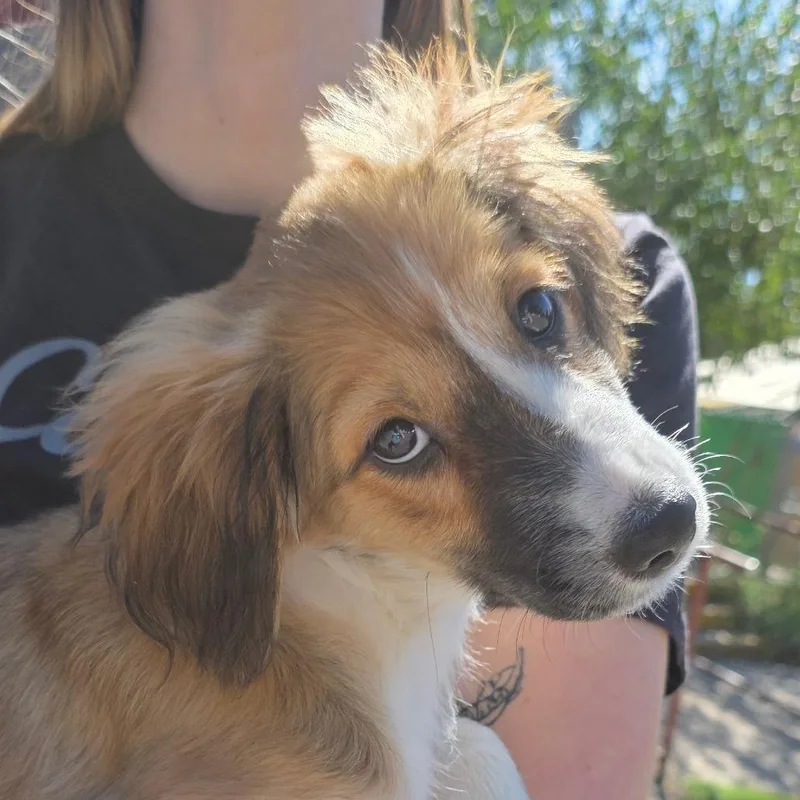 A baby small-sized female Yellow / Tan / Blond / Fawn Border Collie dog named Hazel for adoption in Mount Shasta, CA