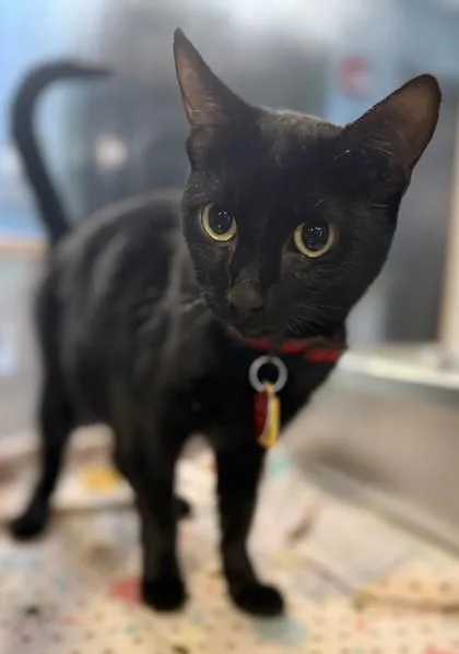 Wendi Bonded To Frick thumbnail 2