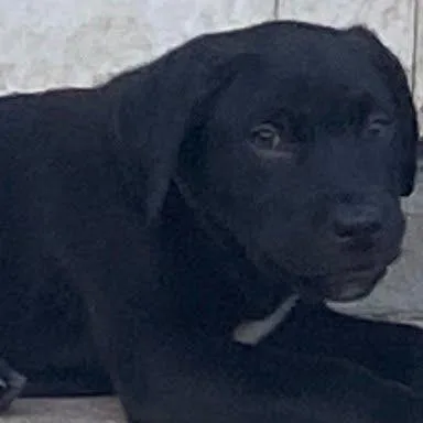 A baby medium-sized male Black Labrador Retriever dog named Ajax for adoption in South Elgin, IL