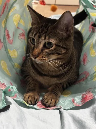 A baby medium-sized female Tabby (Brown / Chocolate) Tabby cat named Eleanor for adoption in Liverpool, TX