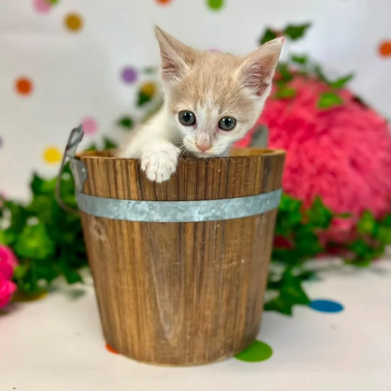 A baby small-sized male Buff / Tan / Fawn Domestic Short Hair cat named ArceeC for adoption in East Saint Louis, IL