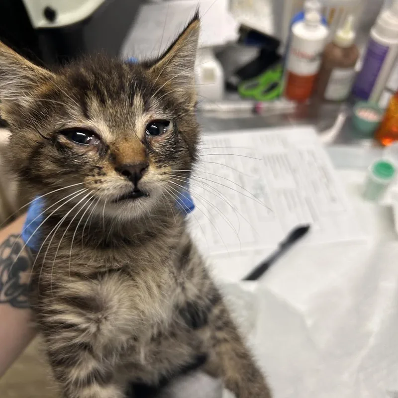 A baby small-sized male Black Domestic Short Hair cat named Puma for adoption in Summerville, SC
