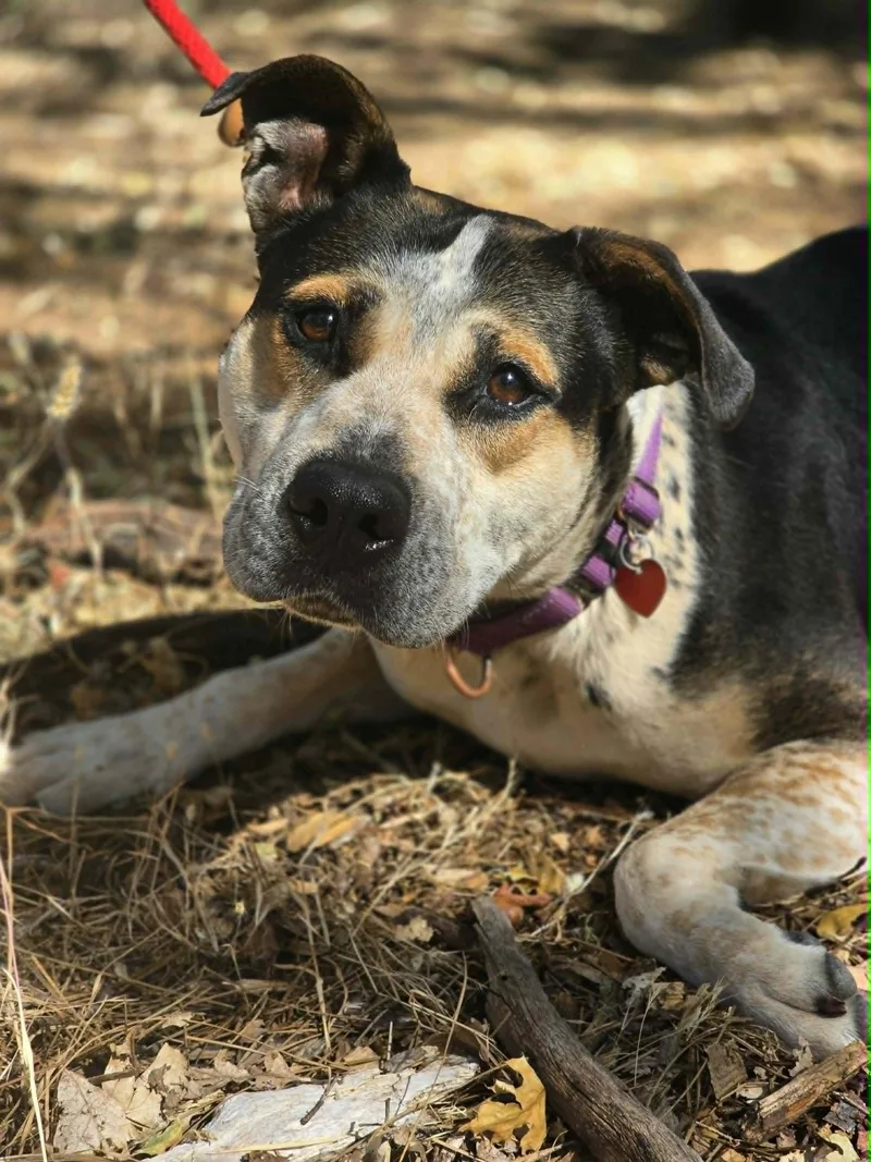 An adult large-sized female Tricolor (Brown, Black, & White) Pit Bull Terrier dog named Ginny for adoption in Grants Pass, OR