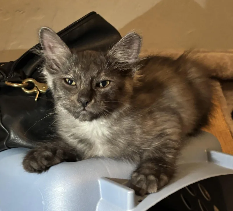 Hendrik
