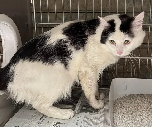An adult medium-sized male Domestic Short Hair cat named A for adoption in Baldwin Park, CA
