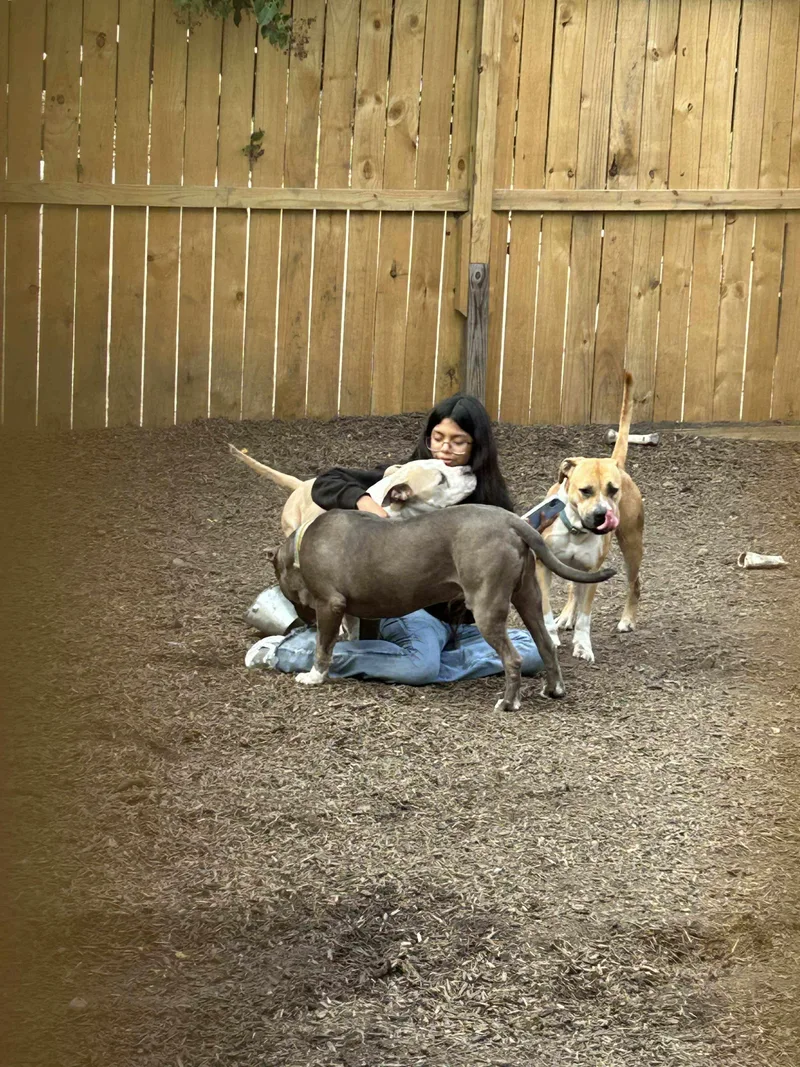 An adult large-sized male Gray / Blue / Silver American Staffordshire Terrier dog named Gotti for adoption in Spring, TX